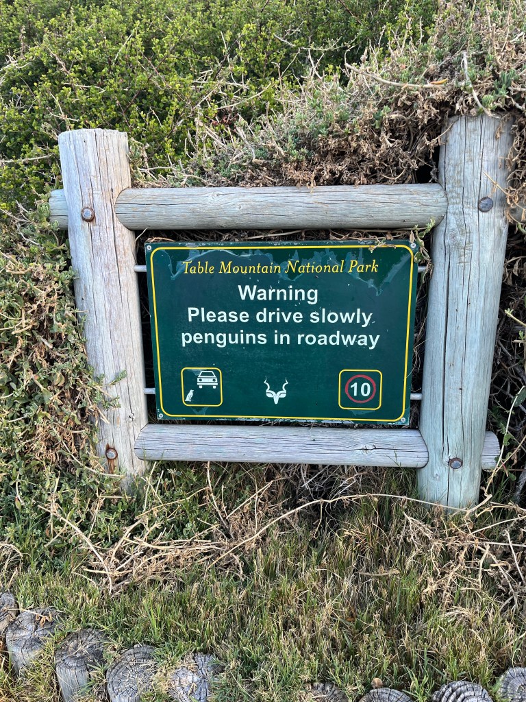 Penguins in roadway